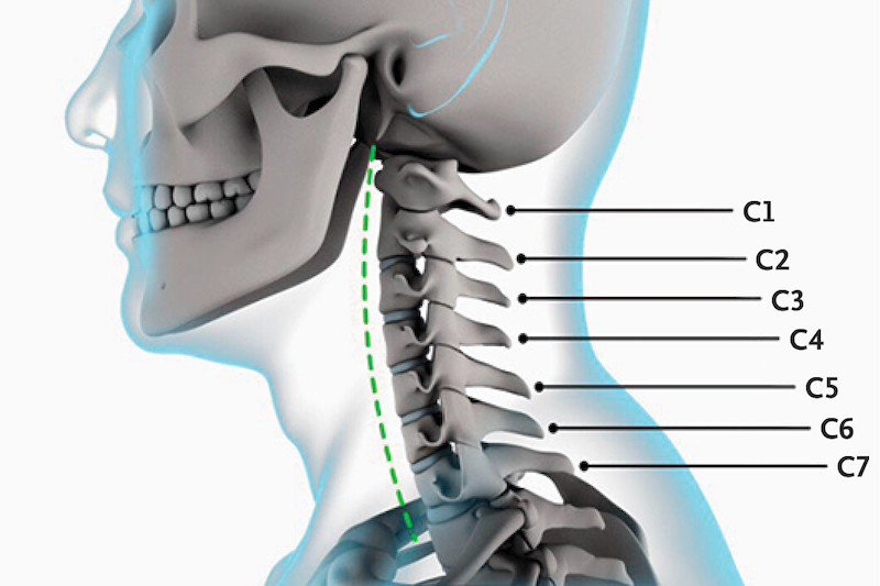 Všetko o segmente pohybu chrbtice C5-C6 | smsystem.sk